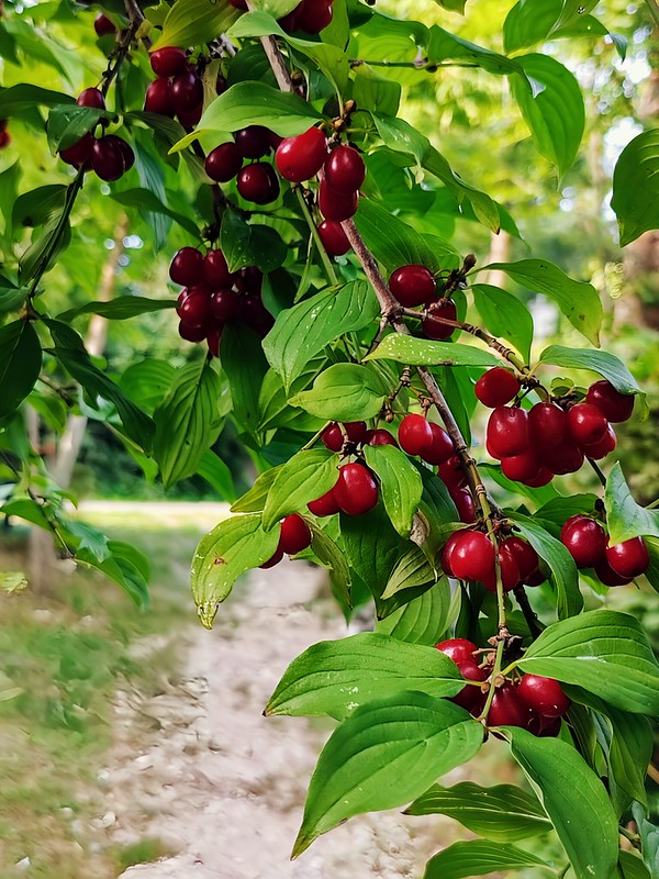 Dirndlstaude mit roten Früchten drauf