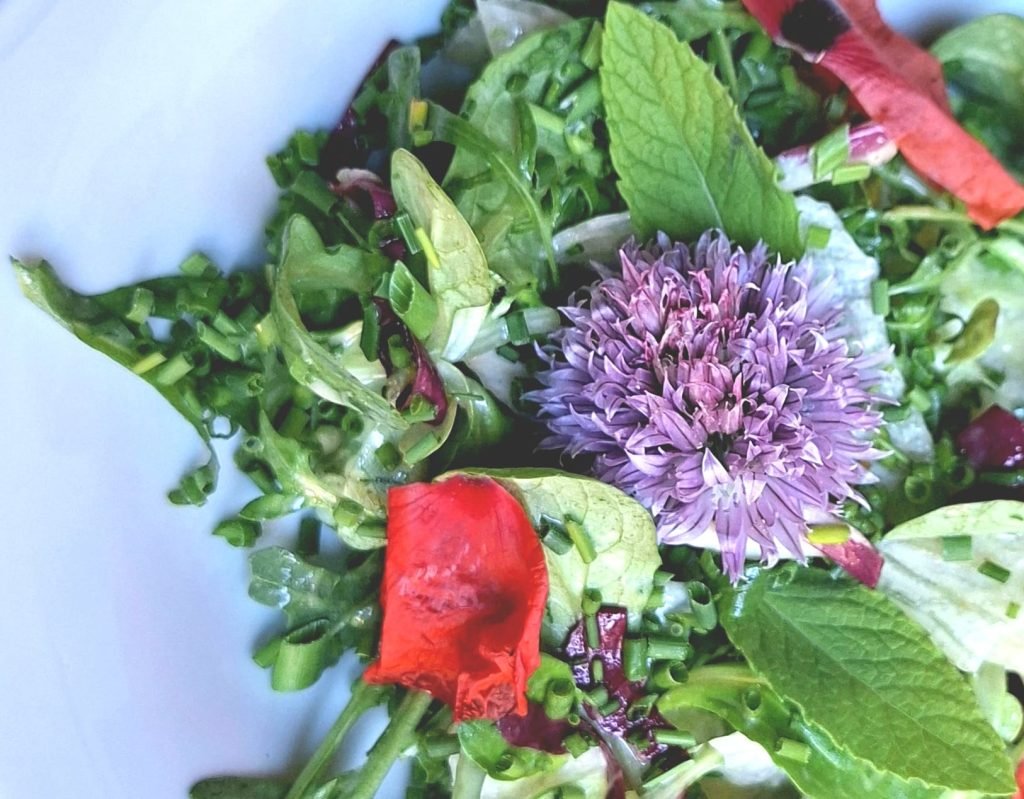 Wildkräuter nicht nur für den Salat